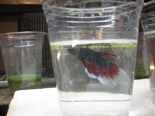 Click image for larger version

Name:	Betta purple blue white.jpg
Views:	150
Size:	221.0 KB
ID:	279210