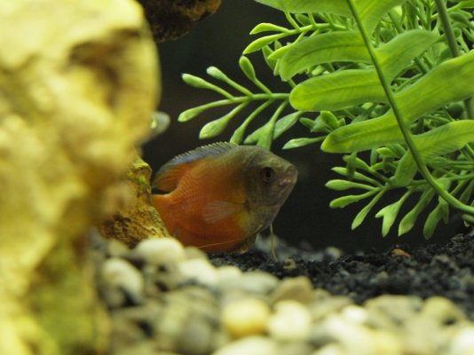 Click image for larger version

Name:	Red Dwarf Gourami_3050237.jpg
Views:	134
Size:	203.4 KB
ID:	30764