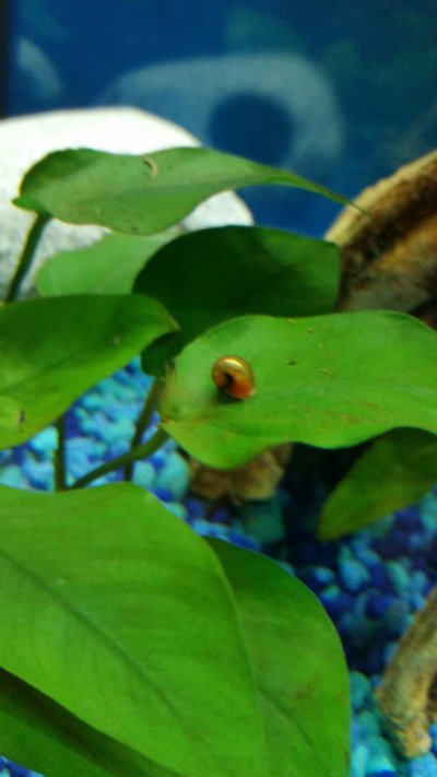 Click image for larger version

Name:	baby snail.jpg
Views:	63
Size:	220.4 KB
ID:	307832