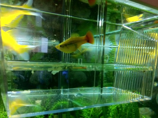 Click image for larger version

Name:	varius platy hatcher.jpg
Views:	283
Size:	200.6 KB
ID:	35339