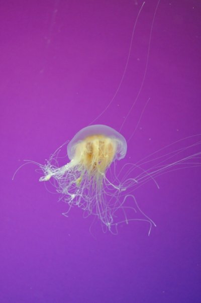 Click image for larger version

Name:	jellyfish.jpg
Views:	97
Size:	75.1 KB
ID:	43614