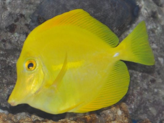 Click image for larger version

Name:	Yellow Tang 14_09_11.jpg
Views:	211
Size:	55.0 KB
ID:	51721