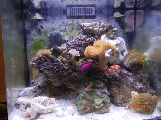 Click image for larger version

Name:	Fish Tank.jpg
Views:	207
Size:	255.3 KB
ID:	51815