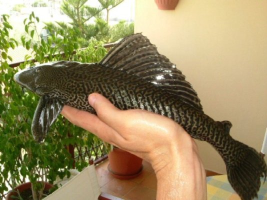 Click image for larger version

Name:	common_pleco2.jpg
Views:	53
Size:	70.6 KB
ID:	60092
