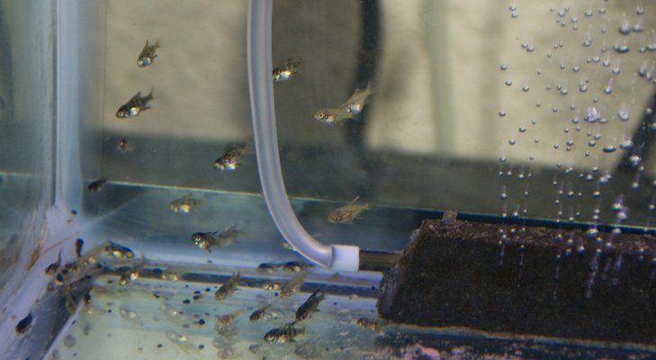 Click image for larger version

Name:	baby angel fish at 4 weeks 002.jpg
Views:	72
Size:	178.1 KB
ID:	64438