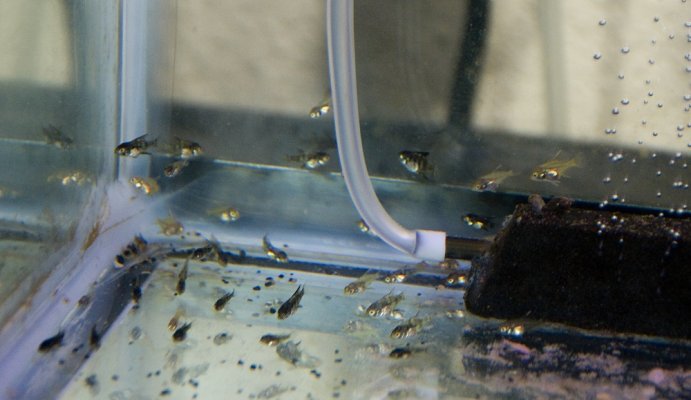 Click image for larger version

Name:	baby angel fish at 4 weeks 004.jpg
Views:	74
Size:	206.9 KB
ID:	64439