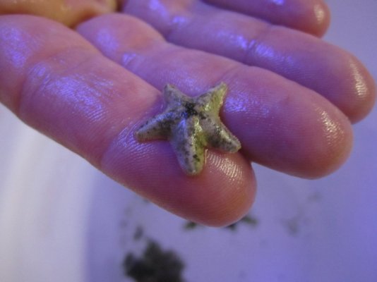 Click image for larger version

Name:	2011-01-17 starfish.jpg
Views:	593
Size:	167.3 KB
ID:	71813