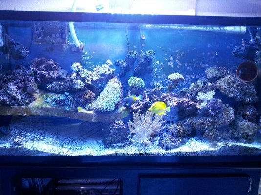 Click image for larger version

Name:	60gallon tank.jpg
Views:	458
Size:	161.0 KB
ID:	89172
