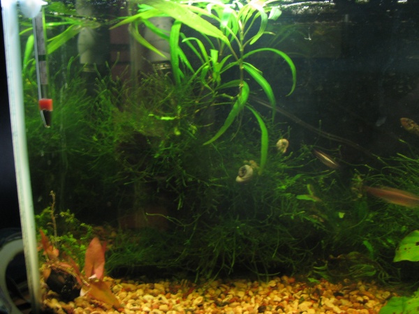 1/15/11Left side with some big snails carousing the java moss forest.