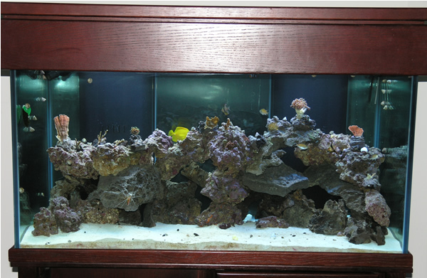 1/7/04
Tank: 120g RR
The equipment: 4x65w (2x10k;2xActinic); 85# Base Rock; 60# of LR.com GR/KR; Proclear 200 wet/dry with built in protien skimmer; T