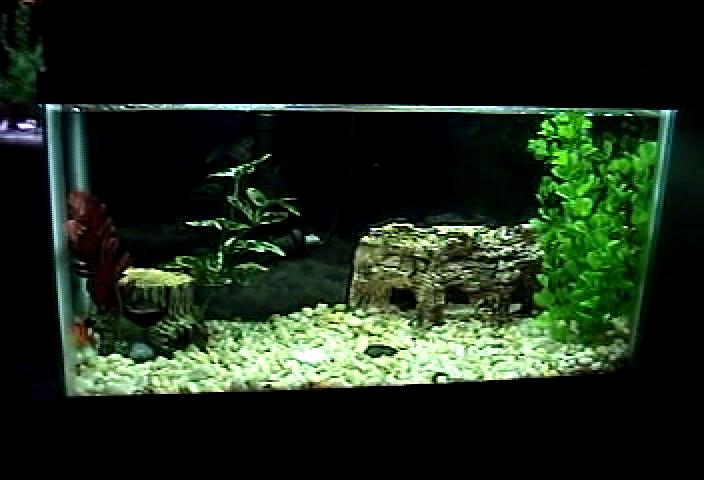 1 Fantail Spotted Goldfish
3 African Dwarf Frogs
1 baby pleco
