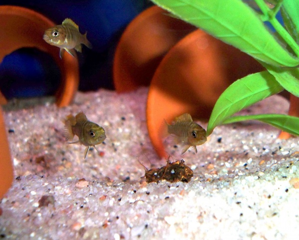 1 month old Ice Blue (Greshakei) fry