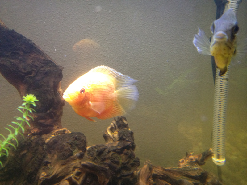 1 of 2 super red Severums