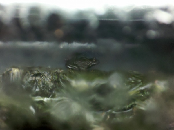 1 of my firebelly toads - only river tank inhabitant that would show himself
