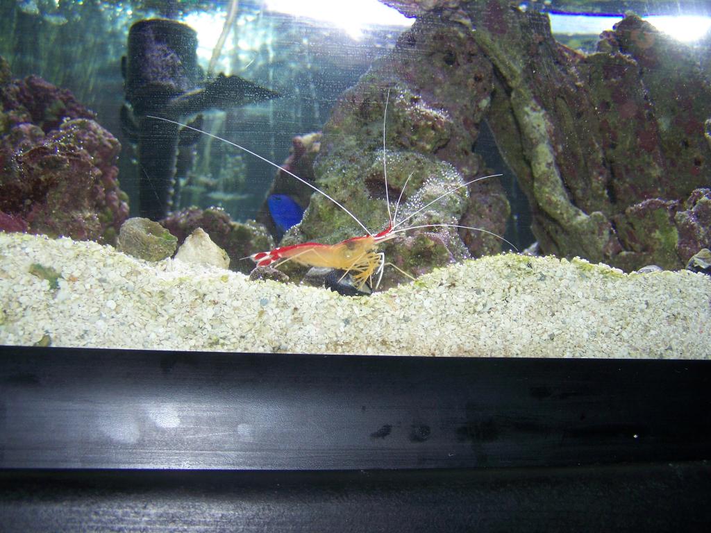 1) video clip
2) our aquarium
3) roger
