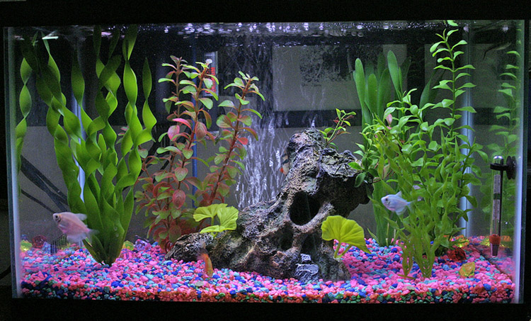 10 gal

3 painted tetras
1 tiger barb
1 longtail rosy barb
1 pleco
1 penguin tetra