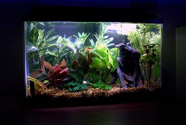 10 Gallon tank with all silk plants. Soon to be transferred to a 55 gallon.  :-D
