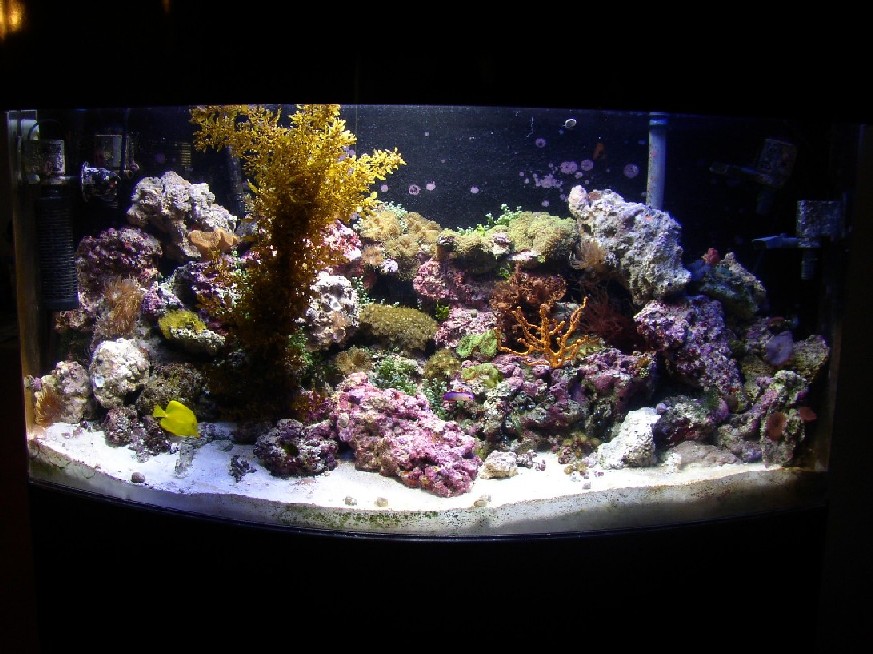 100 gal. BF Reef