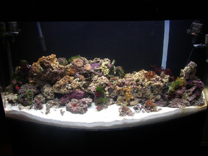 100 gal reef