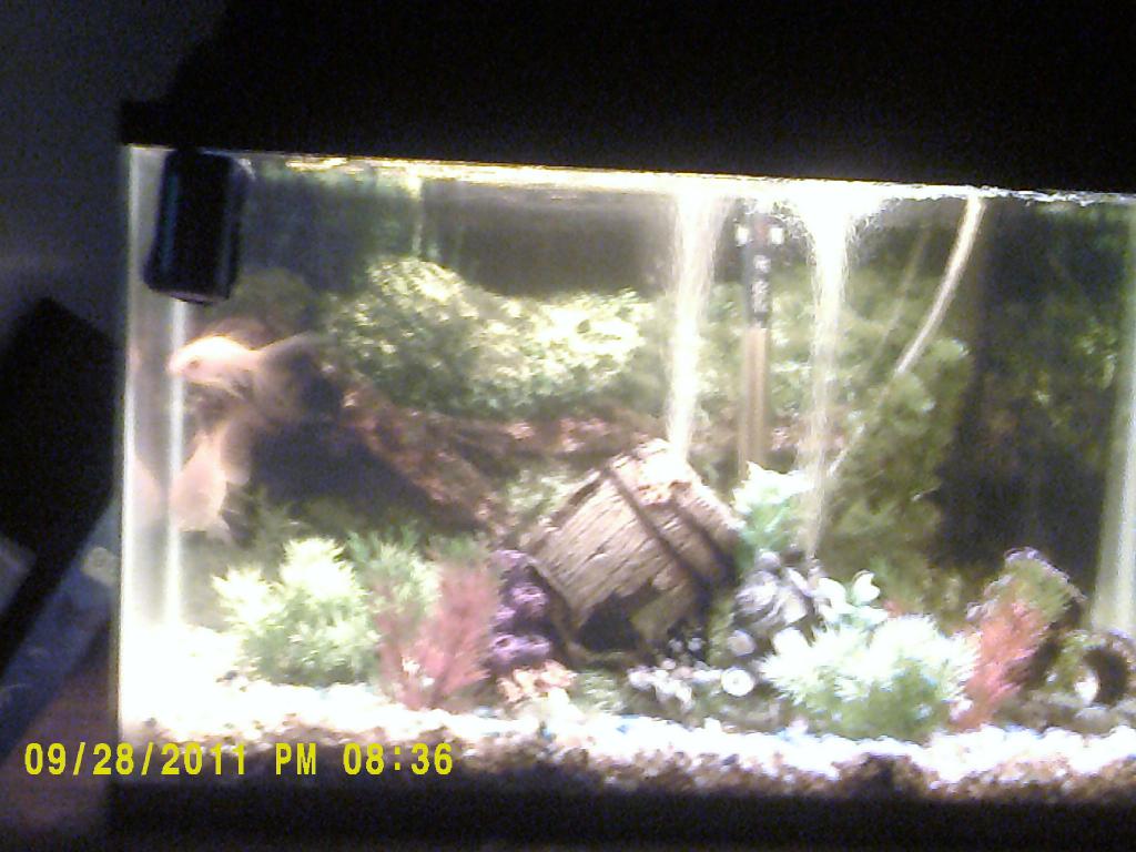 10g. Gold Fish Tank w/HOB filter, 2 gold fish i dont know what kind. My niece won them at a carnival 4 or 5 years ago.