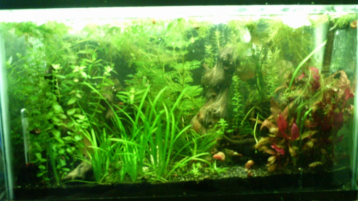 10gallon planted with moneywort, camboba, alt. reneiki, and several plants I do not know the name of.