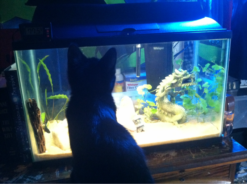 12.1.2012 - Midnight checking out the tank :)