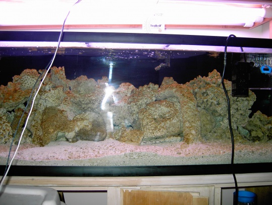 12 April 2008 noticible algae growth and larger slick