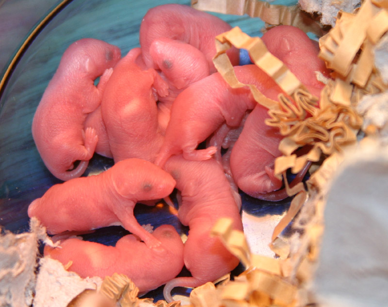 12 newborn pups - a very big litter, indeed!  Mouse pups are born hairless, blind, and deaf, but they can really move aound!  Note the white spot on t