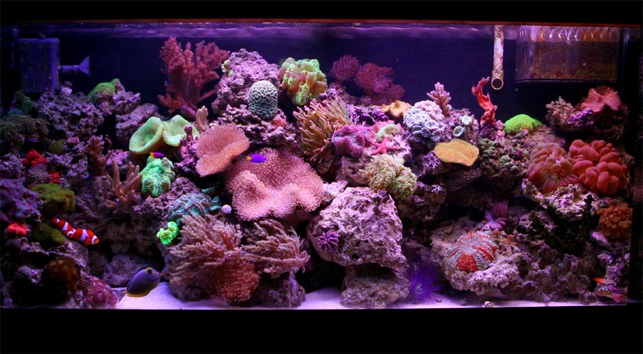 120 gal Reef lps and softies 2006