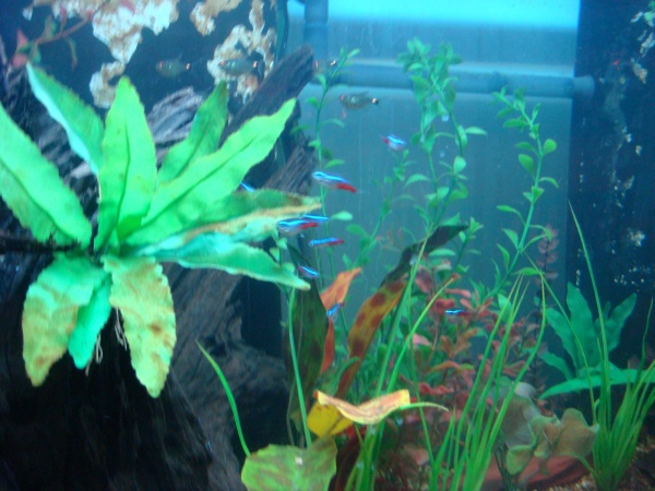 125 Freshwater converted from 125 Reef tank.  Biggest "little fish" tank :)