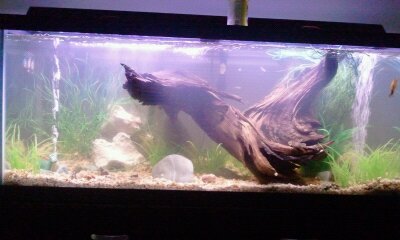 1308309779434 this is my tank after adding lime stone and cushed coral it made a big difference
