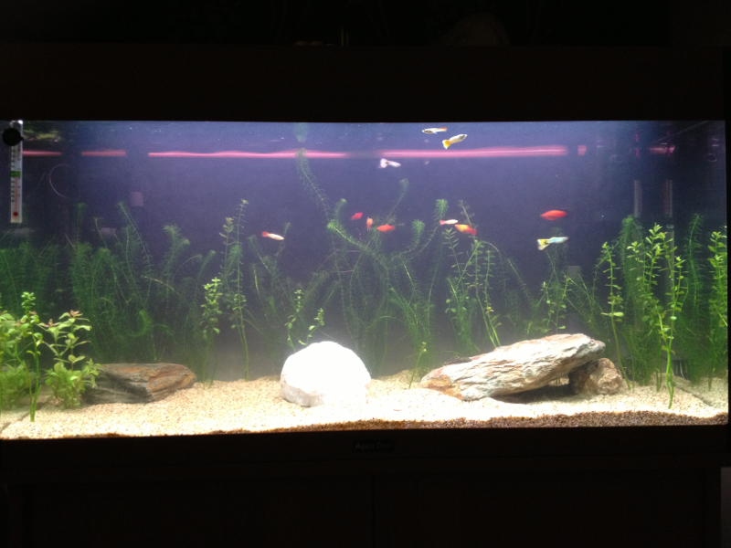 1hr after added couple plants an rocks and rejigged everything, plus added 2 platys and 7 guppies