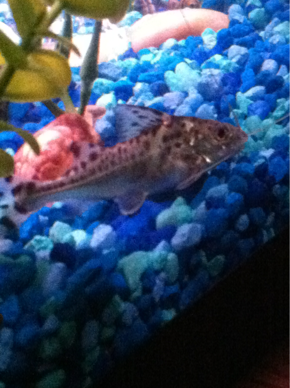 1of my 3 Pictus Catfish. Actually sat still for a photo :D