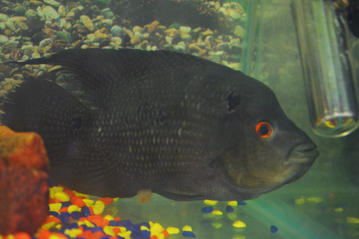 2-5-12 can anyone help me with telling the gender of my flowerhorn?
