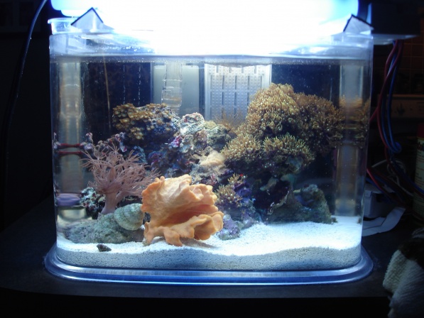 2 gallon Reef Tank