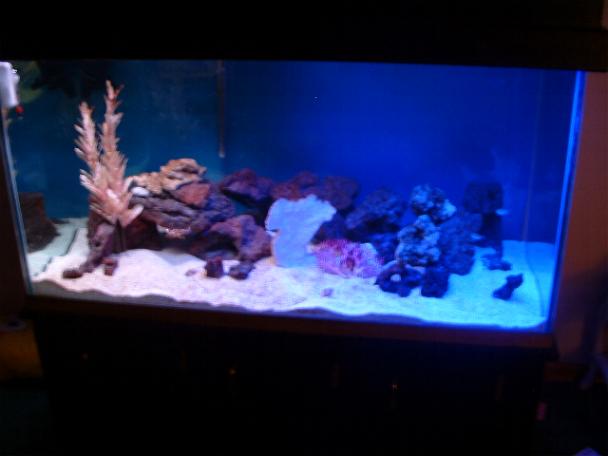 2 new chromis 5lb, live rock ,elk horn coral,fan coral ,checking account empty