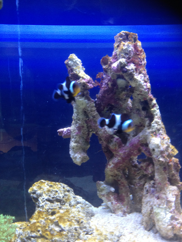 2 new clownfish, Bill & Ted