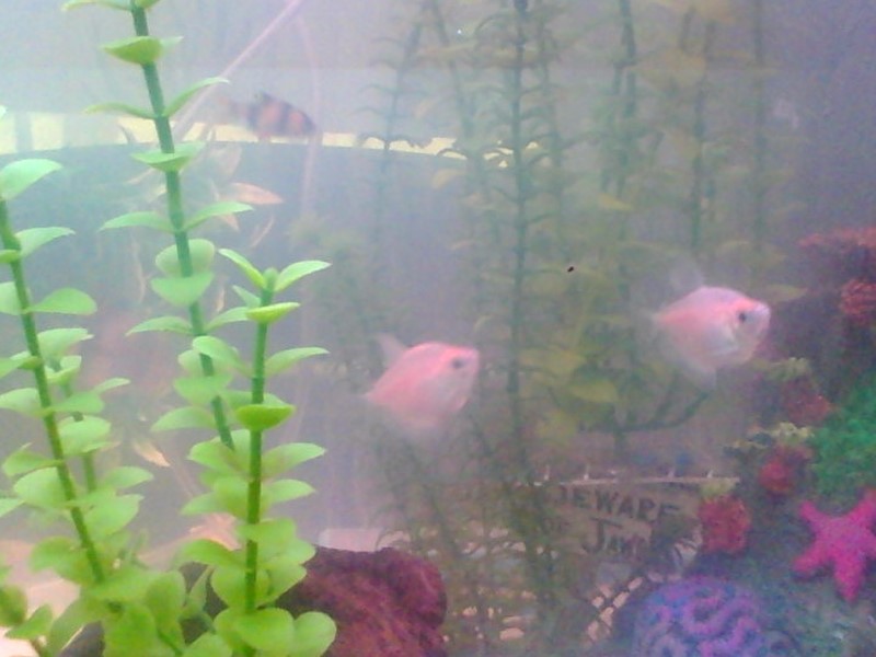 2 new white colored skirt tetras and 1 new tiger barb