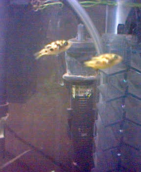 2 of the 7 in my tank -- they are so lively and cute, and none of them have started to pick on each other yet!