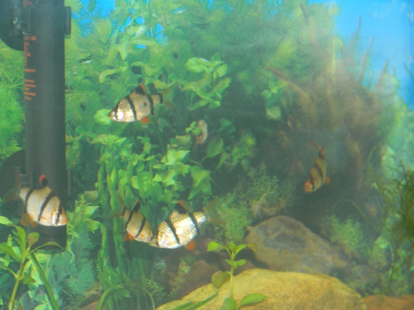20 gal aquarium