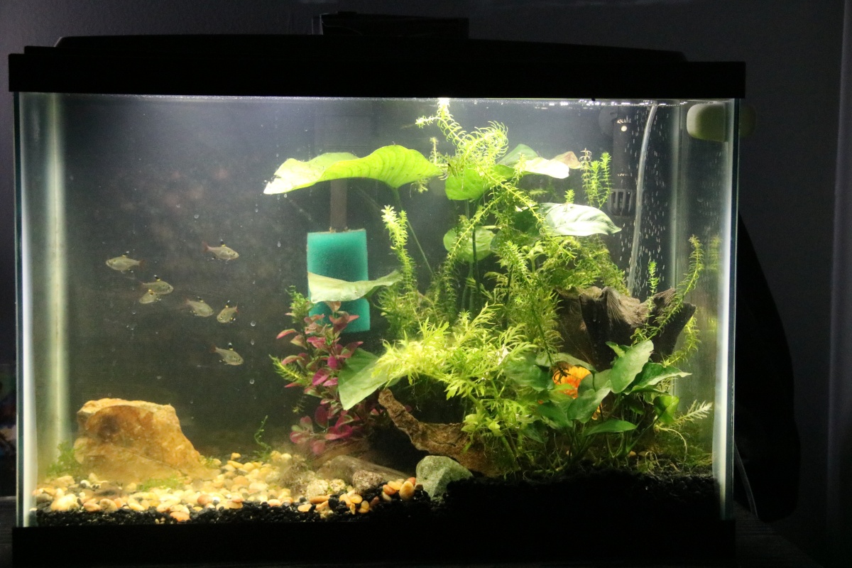 20 gallon current

stocking 7 pristella tetras, 5 cory catfish, limpets, 2 baby mystery snails, 1 baby ramshorn (seen)