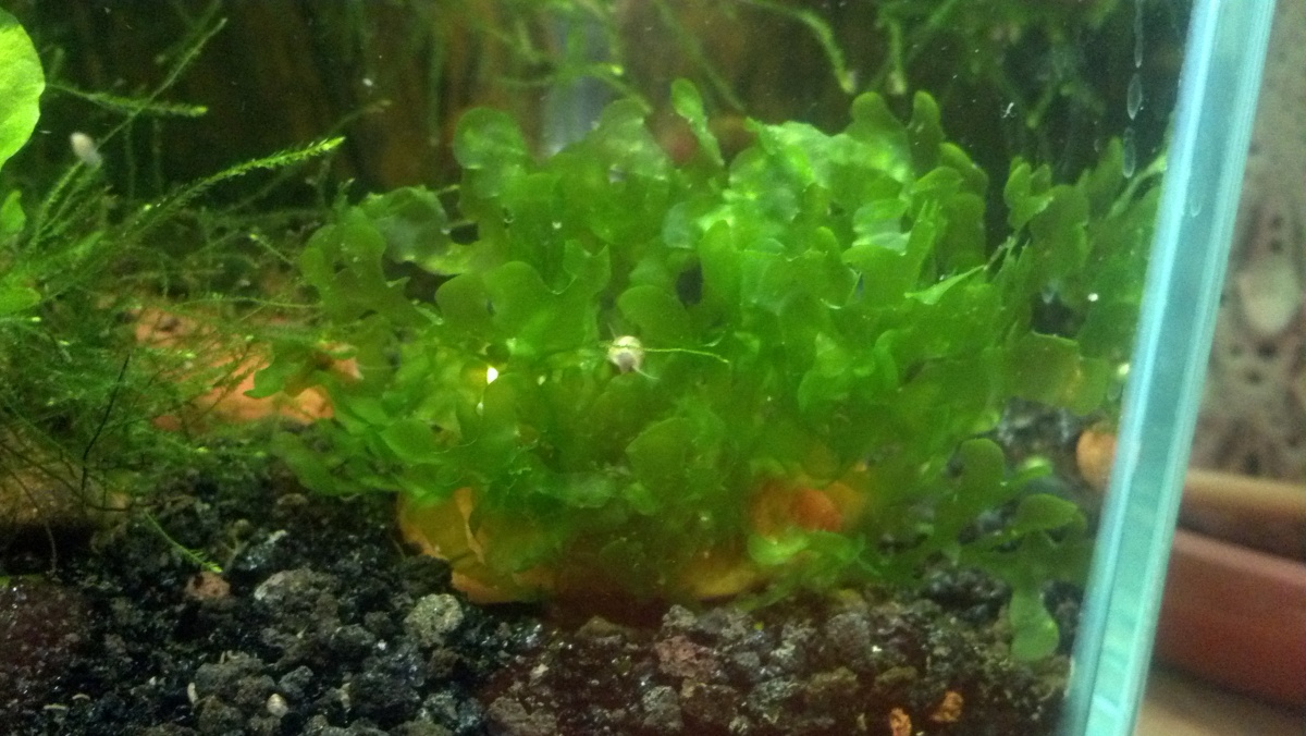 2014 02-05  Subwassertang tied to a rock.  A couple months since I tied it on, no ferts low light.
