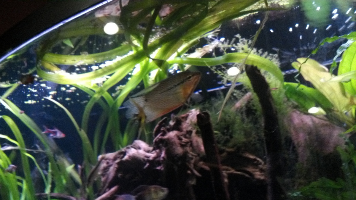 2014 02 26 Male Pearl Gourami, not as colorful as usual.