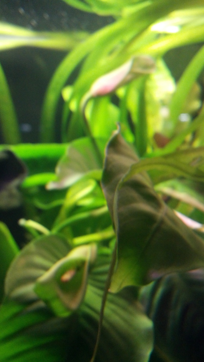 2014 04 30 Anubias open flower and bud