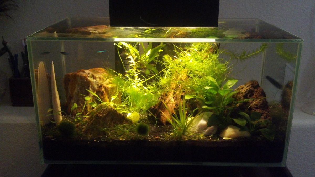 2014 06 16 latest pic of the tank