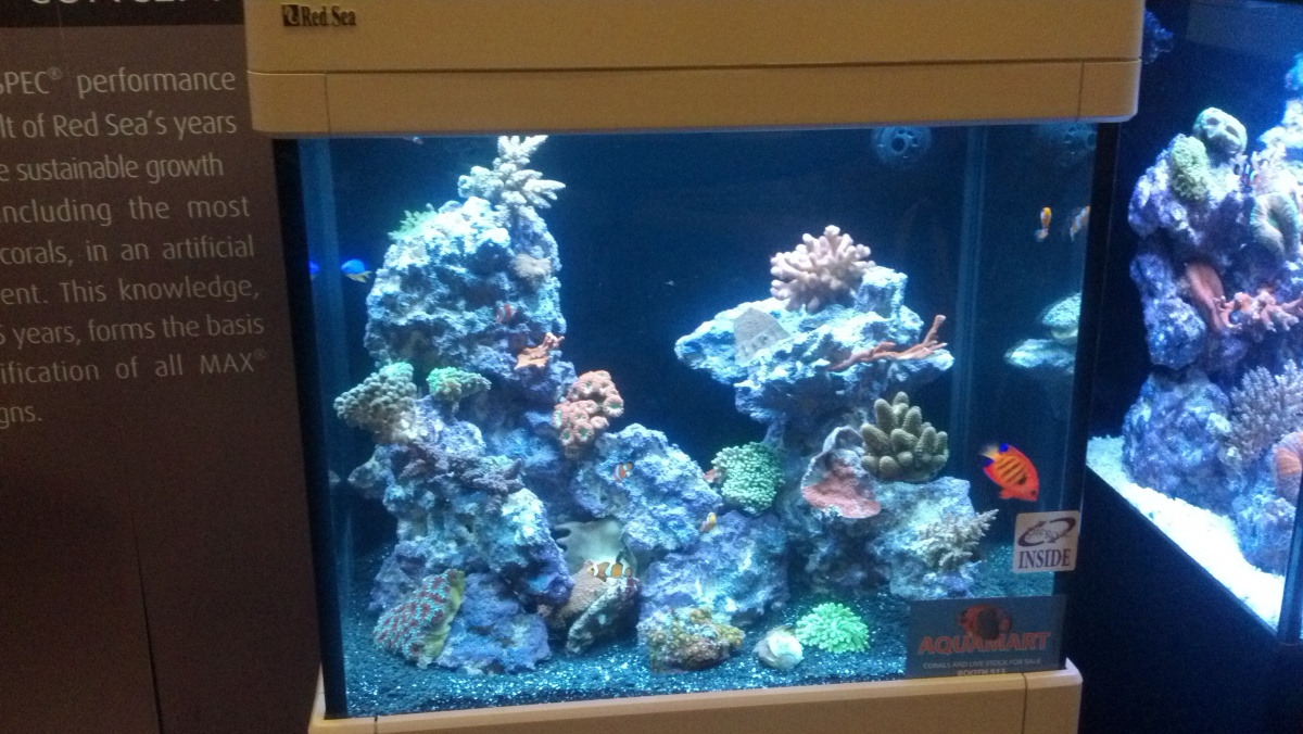 2014 08 31 Red Sea Tank and display