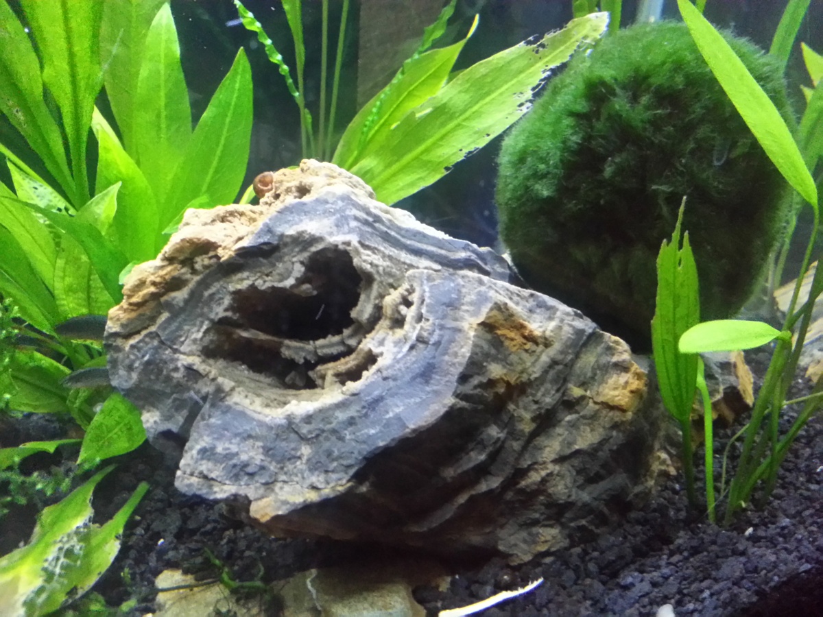 20151027 My giant Marimo Moss ball presently 12G looking to move it into the TT tank