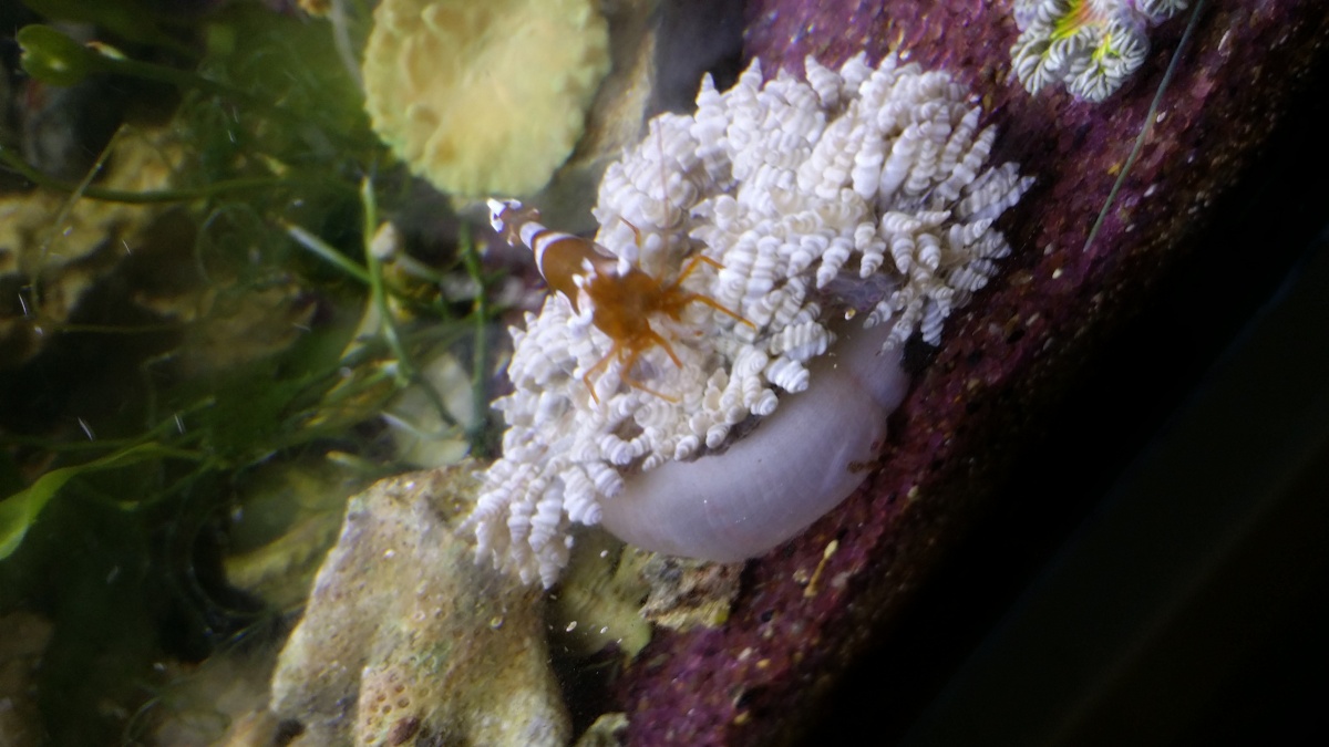2016  10/28  Anemone shrimp already are trying to take over or make friends...