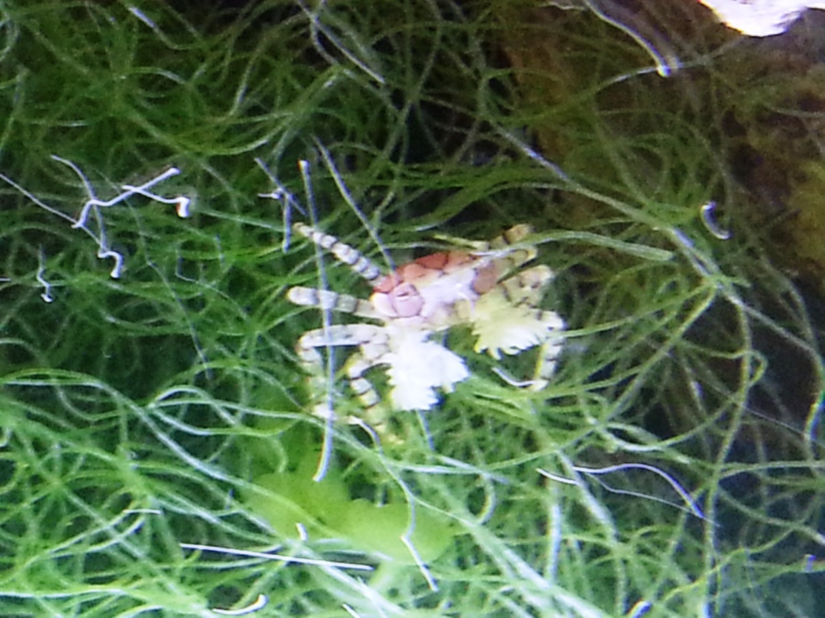 2016 4/30  New Pom Pom Crab with both Poms!  Sitting filtering in the Chaeto blob.