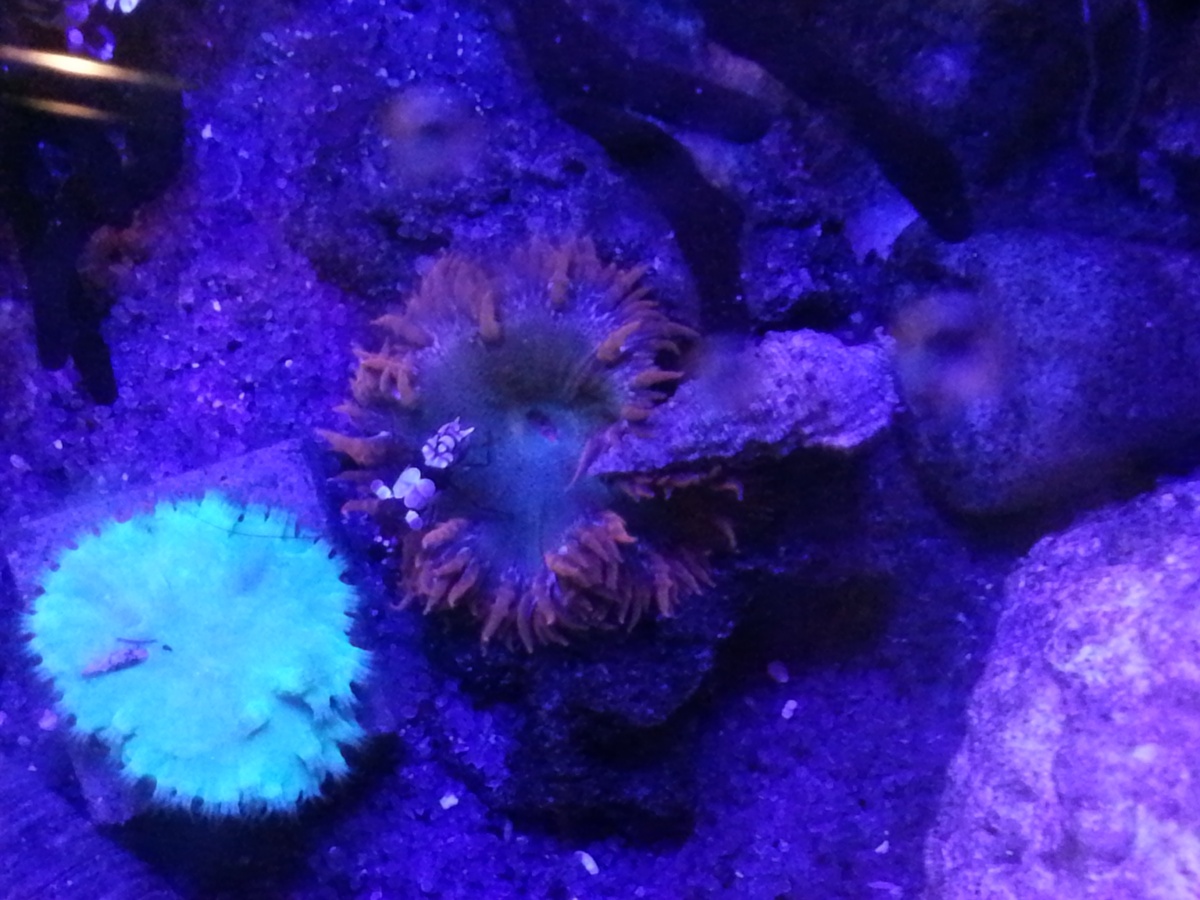 2016  5/1  Sexy Srimp with Rock Flower Anemone and a Blue Leg Hermit